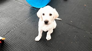 379K views · 5.3K reactions | What do you need on a cold rainy December day? Christmas Puppy Cam! Enjoy  . [Visual description: Our camera follows some cute young guide dog puppies as they play and socialise at our The Guide Dogs for the Blind Association (UK)] | Guide Dogs UK | Facebook