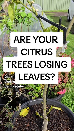 Why Are Your Citrus Trees Losing Leaves? Meyer Lemon & Key Lime Tree Pack
