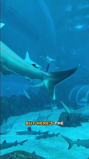 Horn Sharks: The Weirdly Horned Sea Creatures