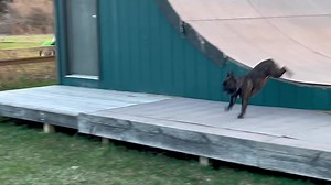 #frenchieyell #frenchie #minibike @vertdude