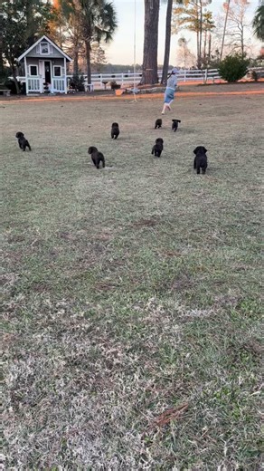 Puppies will soon be meeting their new families! | Boykin Spaniel Plantation