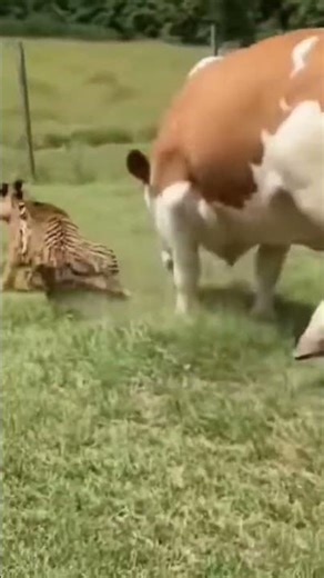 Tiger Attacks a Cow… But the Cow Fights Back! 😱🐅🐄🔥 #shorts