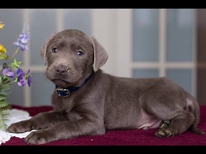 Silver Labrador Puppies for Sale