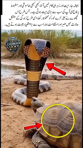 Snake Attack Turtle Strong Defense#shorts#ytshorts#youtubeShorts#viral#trending#snake#turtle#animals