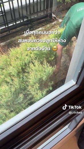 รู้จักต้นสนหอมและการดูแลในสวนเล็กๆ