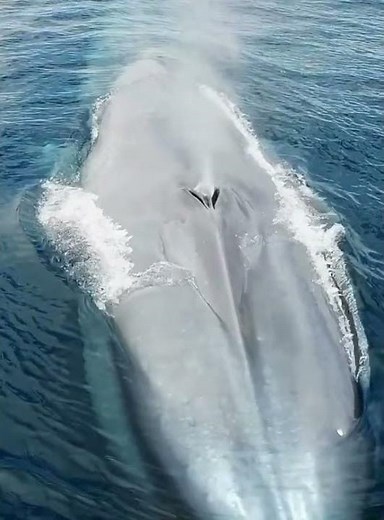 Blue Whale Breathing