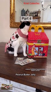 Willow is panicking so dramatic #3southern #cats #tiktok #loves #kristicates | Kristi W Cattes