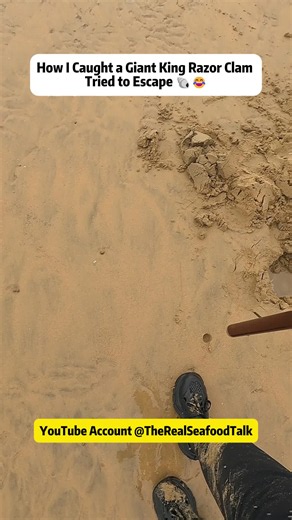 How I Caught a Giant King Razor Clam Tried to Escape 🐚😂 #oceancreatures #sealife #beachlife #razorclam #foraginglife