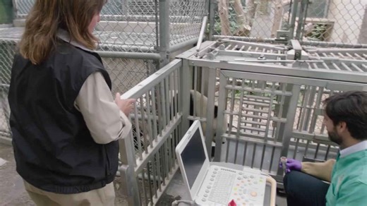 Panda Health Checkups Matter — but They’re Not Easy.mp4