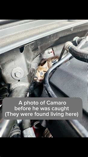 Introducing the “Engine Compartment” litter! They were found living in the engine compartment of an old Camaro & we are sure they are happy to be in foster care with Randie!! We have Chevie, the girl and Camaro, the boy. They are 7-8 weeks old & ready to be adopted this coming weekend (May 25th). We are accepting applications to adopt! Want to adopt 1 or both? Check out this link (link in bio of Instagram). https://www.furrynationsalvation.org/our-adoption-process/🔹Port Orange, FL🔹☎️386-295-27