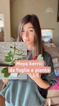 Hoya kerrii: How to Grow It #plants #hoyakerrii #shorts
