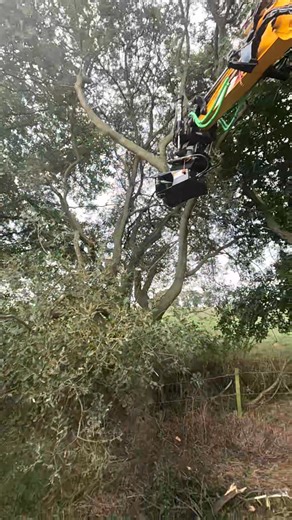 Who doesn't love a tree shear and the noise it makes 🌲 Steelwrist UK JCB JCB Hydradig Fanpage Digger Man Blog #trees #treework #treeshear #treestagram #attachment #jcb #jcbmachines #Construction #arboriculture #arborist | Highway Harper