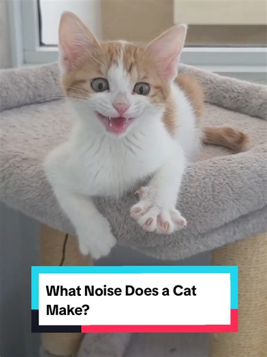 What Noise Does a Cat Make? Common Cat Vocalizations