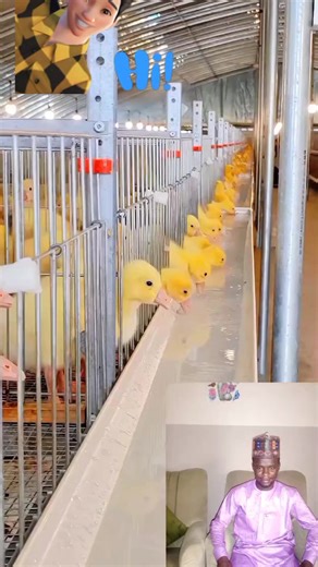 Here’s a guide on the good management of Chinese geese (also spelled "Chinese goose") 1. Housing - Shelter Dry, well-ventilated coop to protect from rain and predators. - Space At least 4–6 sq ft per bird* inside, and larger run outside. - Floor Use dry bedding (like straw or wood shavings), clean weekly. - Water access They need fresh water to drink and dip their heads (but full swimming pool is optional). 2. Feeding - Starter feed (0–3 weeks): High protein (20–22%) - Grower feed (4–12 weeks): 