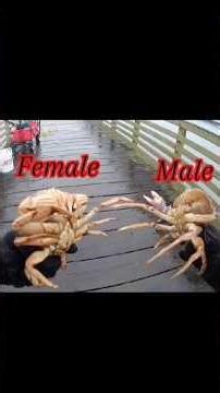 Male vs Female Dungeness crab. #crabbing #fishingwithsquatch