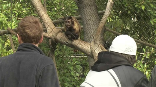 Capuchin monkeys in a group? Expect absolute mayhem