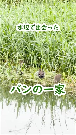 Meeting a Family of Common Moorhens by the Water #OkinawaWildlife #okinawa #wildbirds
