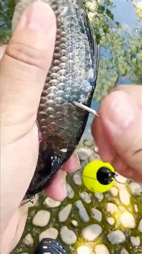 I Made a Dead Fish Swim Again Using Science