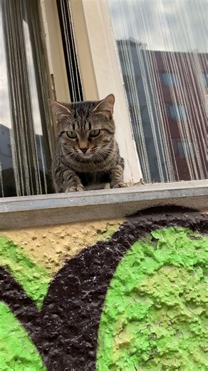 Katze im Fenster. Mieze in der Großstadt beobachtet die Straße. Cat in the window on look-out