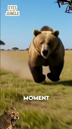 Brown Bear Explodes Into A Full-Speed Sprint In The Wild #bear #brownbear #wildlife