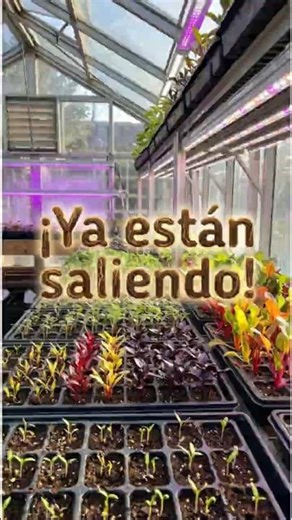 Cherry tomatoes 🌱 | Evolving seedlings