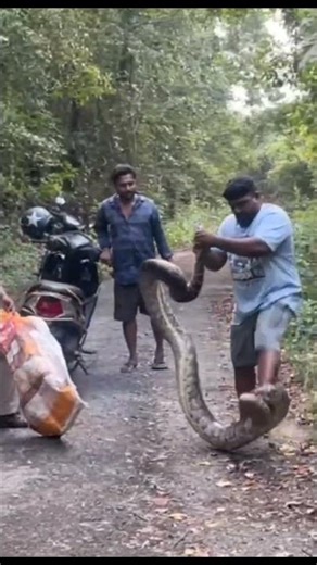 Indian Rock python very very huge You've probably never seen such a huge python #treepython #python