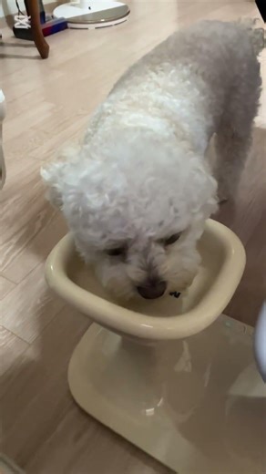 잘먹어서 이쁜 밥풀이 #애견영상