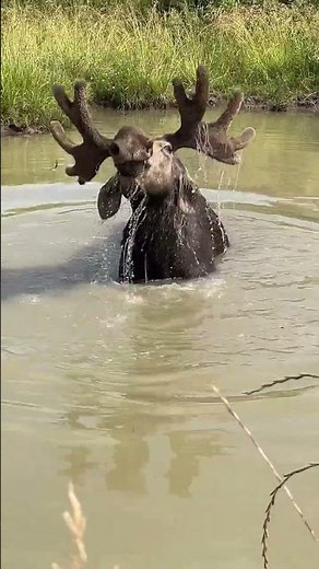 Alces #animals #wildlife #nature #wildlifes #ances