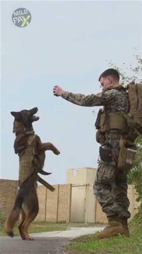 Amazing Military Working Dogs! 🐕🪖