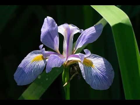 Lesson 87 - A Course in Miracles (ACIM) Workbook