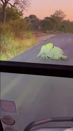 Baby Elephant Throws Tantrum in Middle of Road