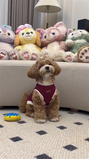 Adorable Maltipoo Puppy Barking So Cutely