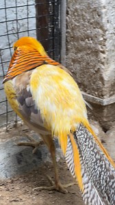 Yellow Golden Pheasant | Birds Community