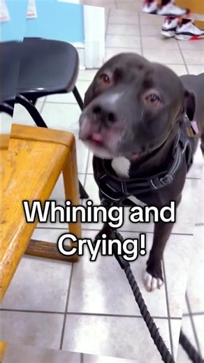 My Dog Realized We’re at the Vet… Instant Regret 🐾 #shorts