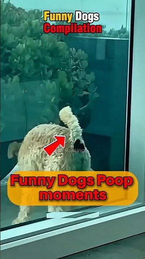 Dogs Pooping in the Funniest Places #shorts