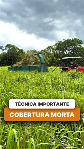 COLETA DE MATERIAL PARA COBERTURA M*RTA! A cobertura m*orta é uma técnica que consiste em espalhar ao entorno das plantas do seu plantio, restos vegetais, folhas caídas, material orgânico no geral para literalmente cobrir o espaço que há no seu plantio. Essa técnica é fundamental para dar mais qualidade ao solo onde está situado o seu plantio, pois ela garante alguns benefícios, como: 🔹Controle do crescimento do mato; 🔹retenção da umidade no solo; 🔹Aumento de água disponível por um maior perí