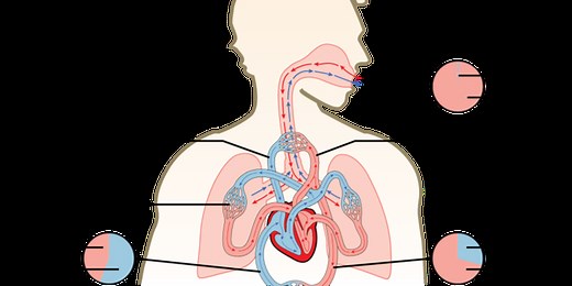 Difusi Gas O2 dan CO2 dalam Paru-paru pada Proses Pernapasan