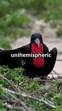 Master Birds That Snooze While Soaring! #tiktok