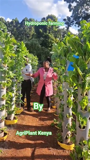 Simplified Hydroponic Farming #hydroponics #tradition #soillessgrowing #farmingmethods