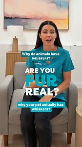 🐾 Did you know whiskers aren’t just for looks? They act like built-in radar, helping animals sense movement and objects around them! ✨ #pets #animalfacts #whiskers | Pet Circle