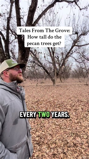 Starting a Salon: Haircuts Inspired by Pecan Trees