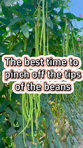 #garden #gardening #gardeningtips #gardening101 #pruning #planting #beans #farming #agriculture | Sam Green