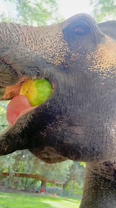 What is 4th of July without watermelon?! #Elephant #Animal #AnimalLover #FreeContactCare #ElephantCaretaker #FourthOfJuly | The Walking Elephant