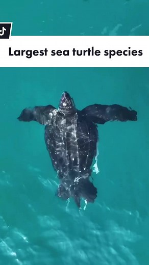 Fascinating Leatherback Sea Turtles: Unique Facts and Behaviors