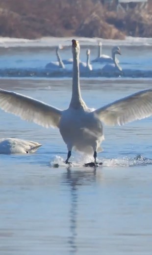 7.8K views · 47 reactions | Have you ever seen a swan land on water? Similar to the smooth touch-downs of jet planes, they are able to land on water through a series of agile aerial maneuvers, regardless of their speed prior to landing. #FunChina #EcoCivilization #EcoFuture #foryou #nature | China Plus Culture | Facebook