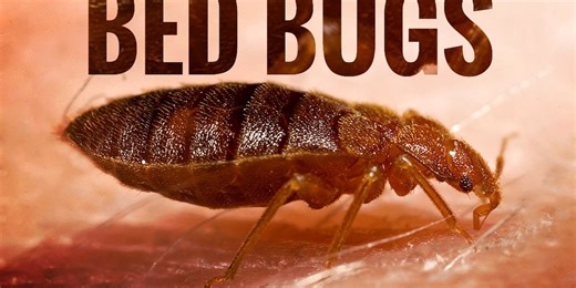 Bed Bugs in North Platte: What experts say you can do to stop the spread