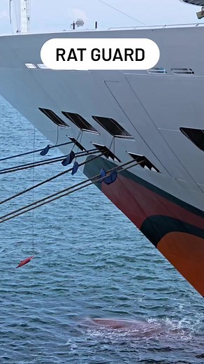 Ship safety tip! 🚢🐀 Watch how rat guards are used to prevent unwanted stowaways 🚫👀 These clever devices stop rats and rodents from climbing onto ships, protecting cargo and crew 🐾💡 #ShipLife #MaritimeSafety #PestControl #ShipLovers #shipenthusiasts #ship #MaritimePassion #seafarers #vessel | Akparawa Sunny Tom