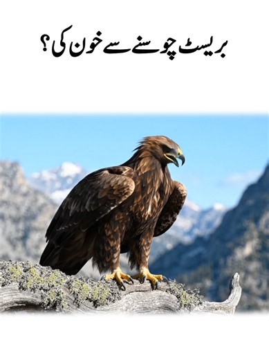 Falcon Perched on a Tree Branch: Majestic Eagle Moment