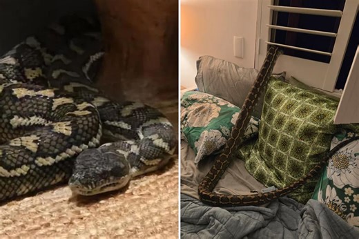 Stunned woman wakes up to find 8-foot python on her chest after it snuck in through bedroom window: ‘Baby, don’t move’