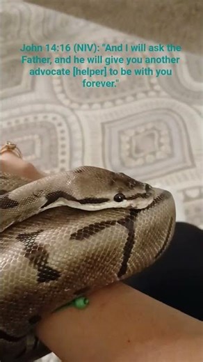 our newest baby, Jon snow! He's a spider ball python that has a little wobble but he's a sweetie